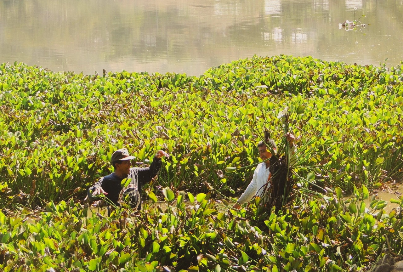 Avanza restauración de Laguna de Metapán perteneciente a Sitio Ramsar